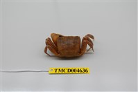 藏品(中華沙蟹)的圖片